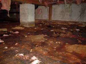 damp, musty, moldy crawl space